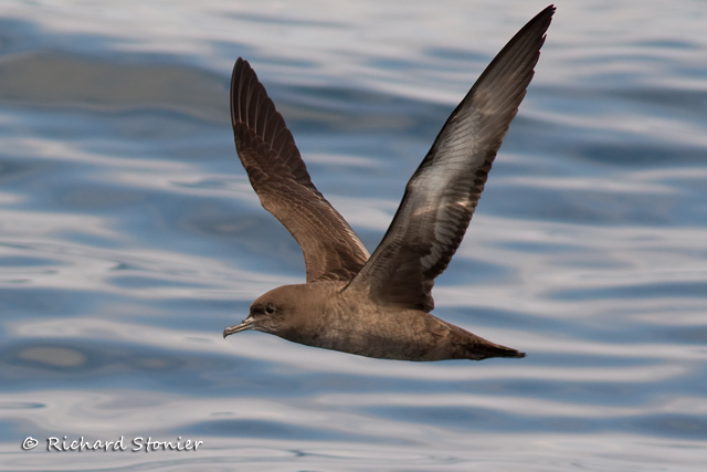 Sooty Shearwater