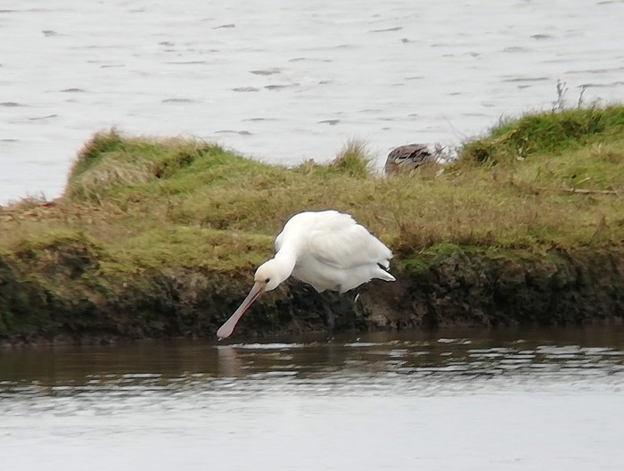 Spoonbill