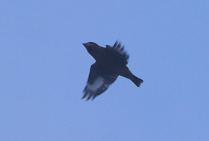 Hawfinch