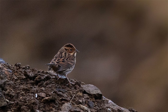 Little Bunting