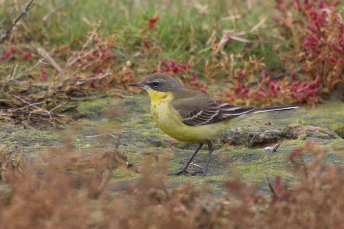 Eastern Yellow Wagtail