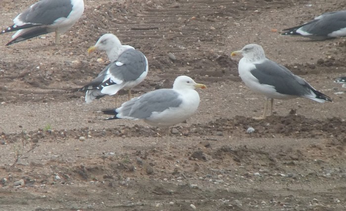 Caspian Gull