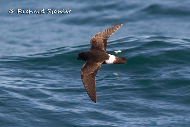 Storm Petrel
