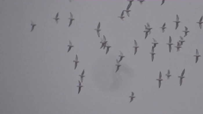 Hudsonian Godwit
