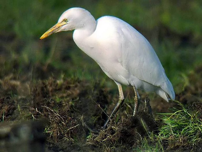 Cattle Egret