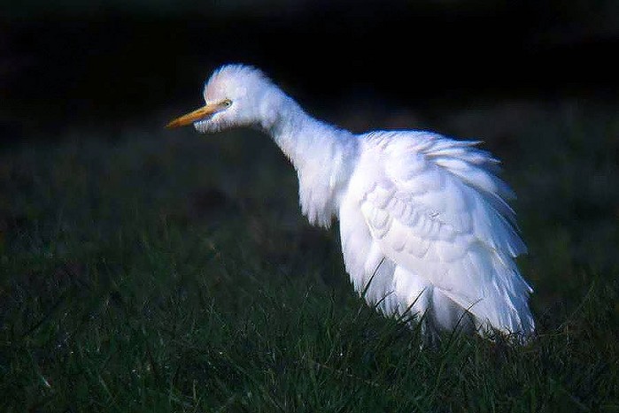 Cattle Egret