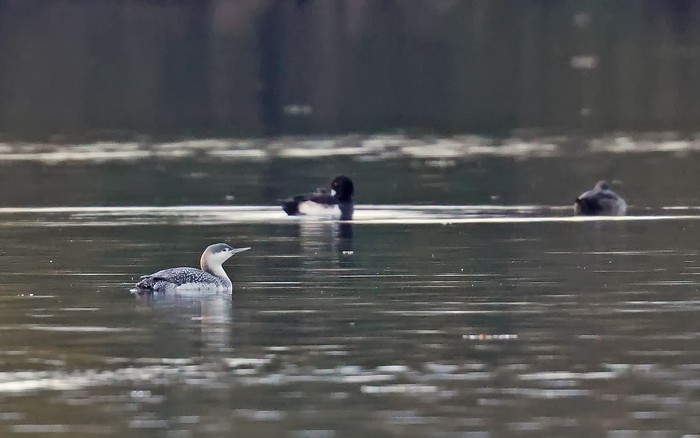 Red-throated Diver