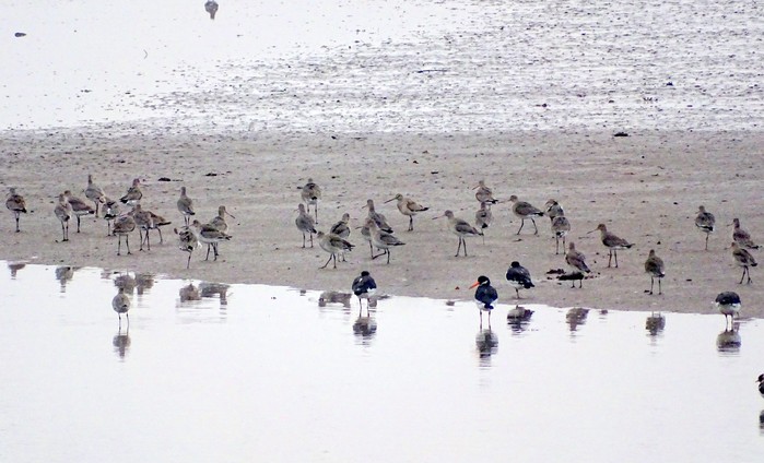 Hudsonian Godwit