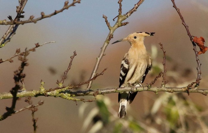 Hoopoe