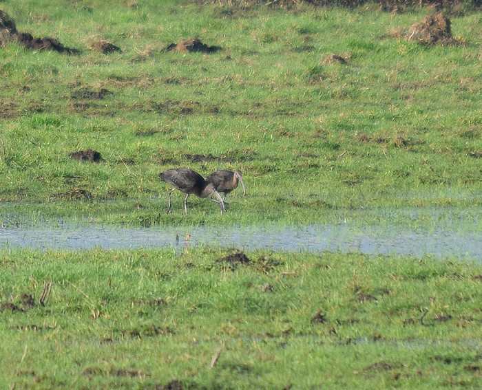 Glossy Ibis