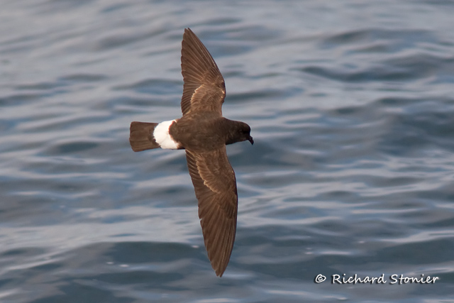 Storm Petrel