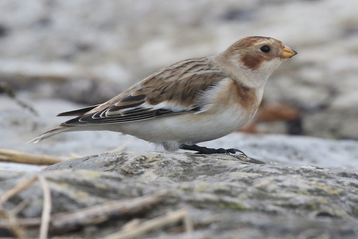 Snow Bunting