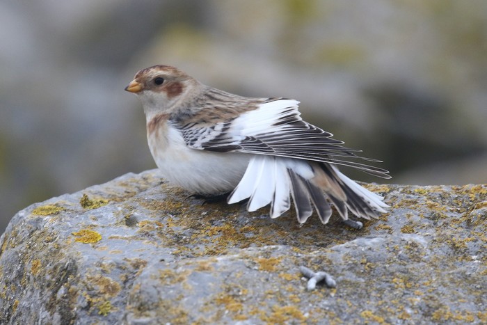 Snow Bunting
