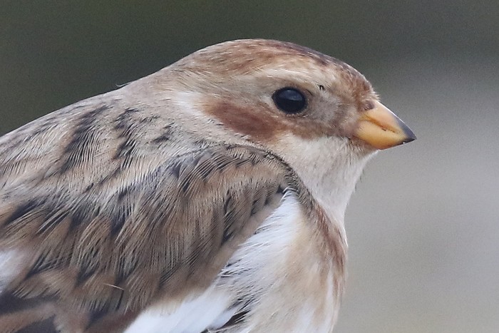Snow Bunting