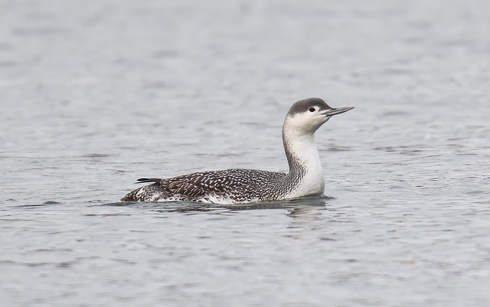 Red-throated Diver