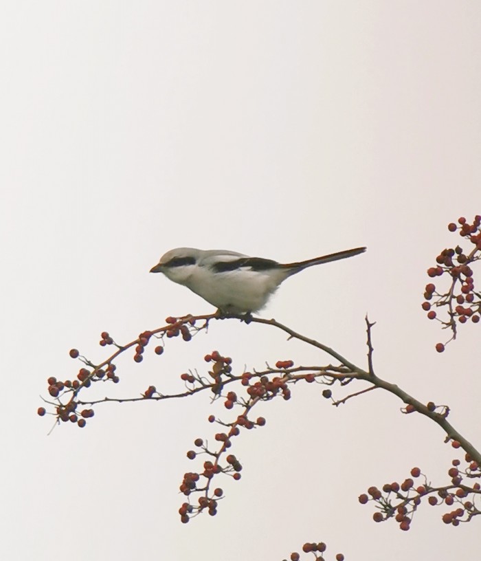Great Grey Shrike