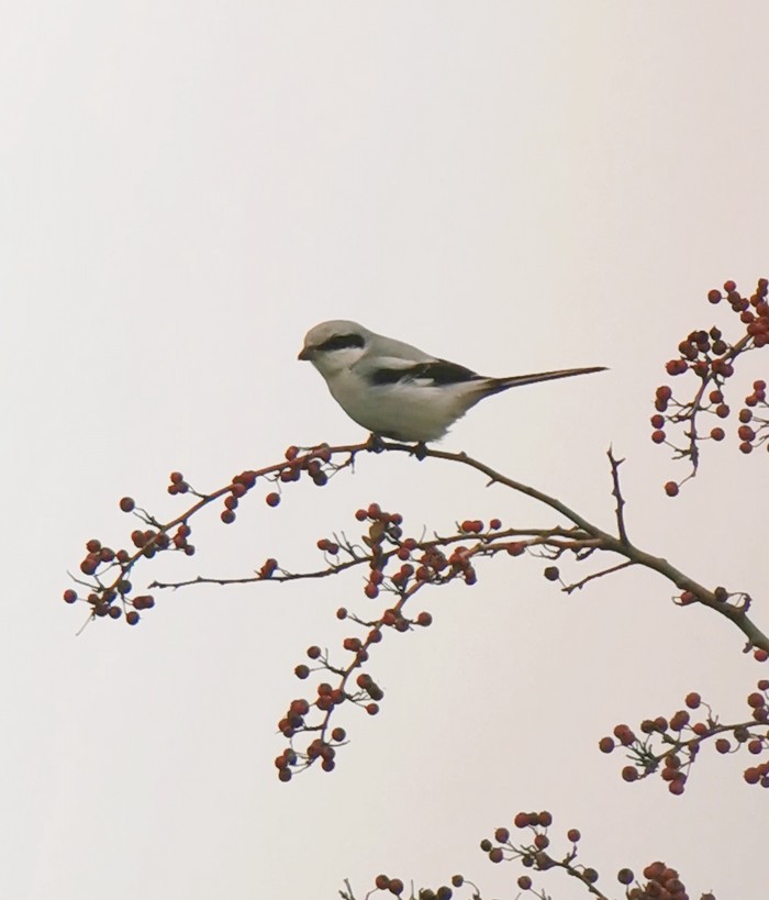 Great Grey Shrike