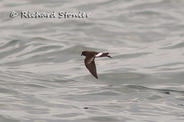 Wilson's Petrel