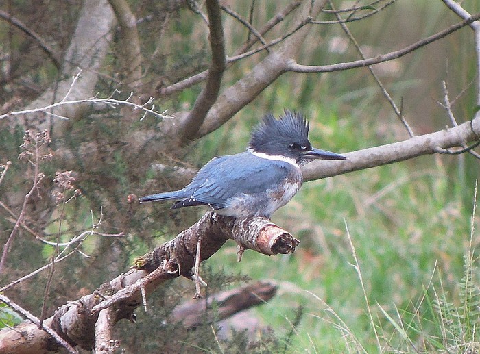 Belted Kingfisher