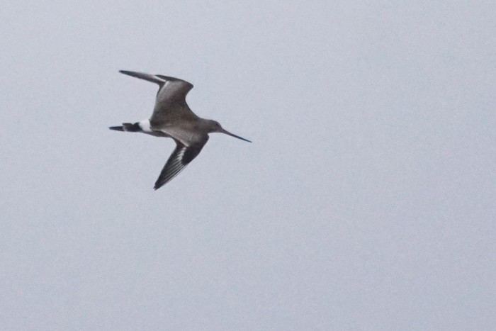 Hudsonian Godwit