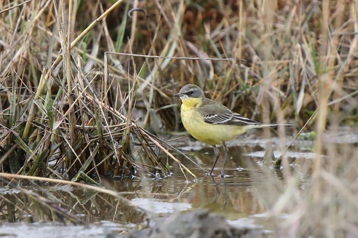 Blue-headed Eastern Yellow Wagtail