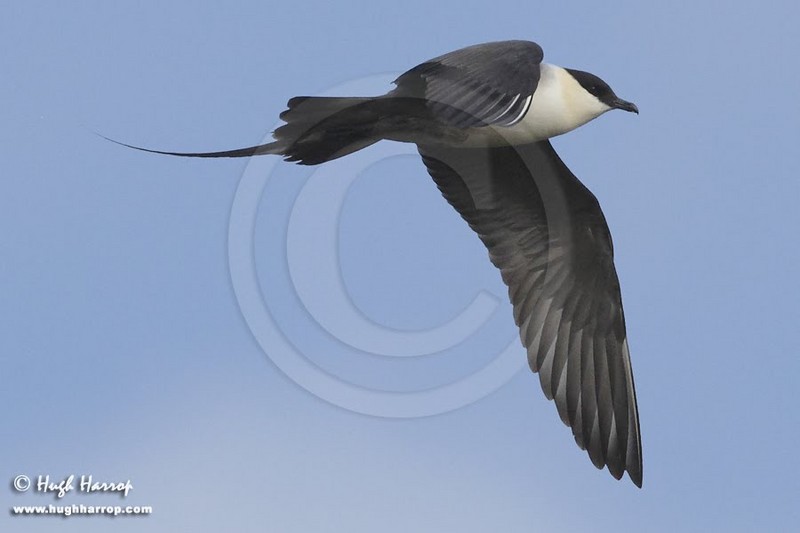 Long-tailed Skua
