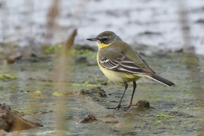 Blue-headed Eastern Yellow Wagtail