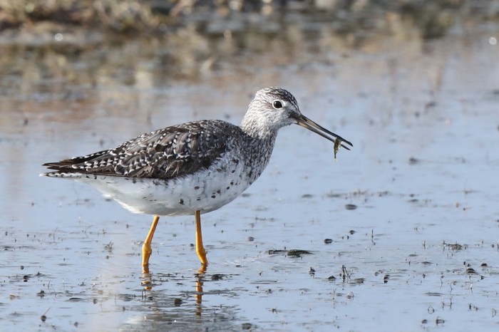 Greater Yellowlegs