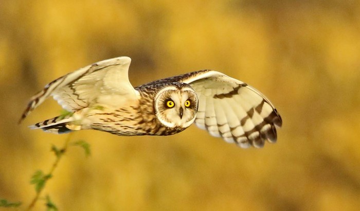 Short-eared Owl
