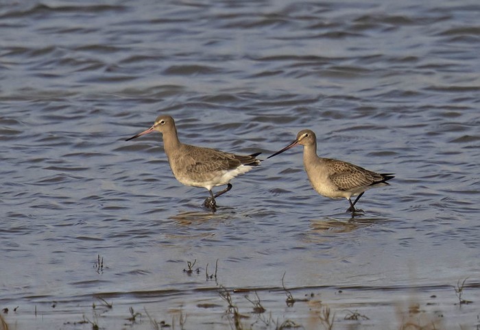 Hudsonian Godwit