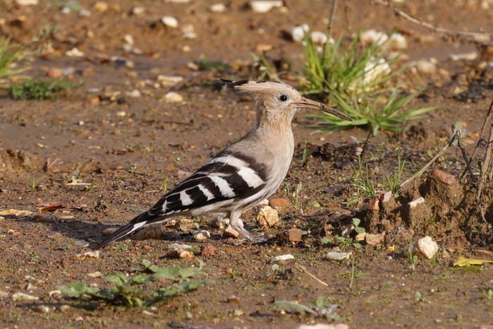 Hoopoe
