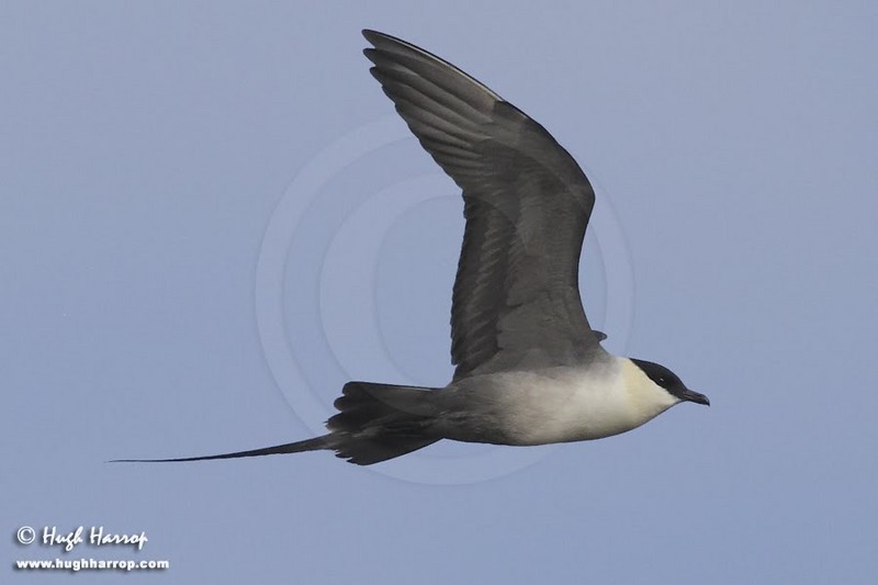 Long-tailed Skua