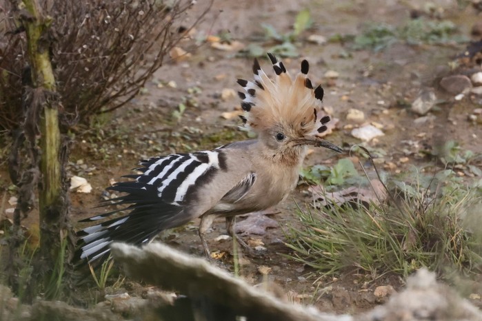 Hoopoe
