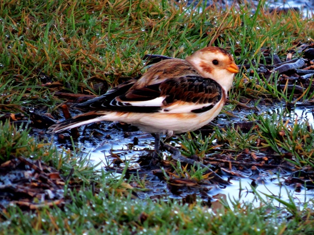 Snow Bunting