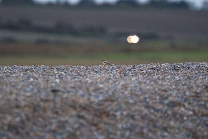 Desert Wheatear