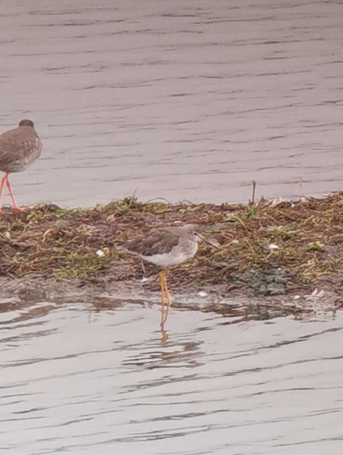 Lesser Yellowlegs