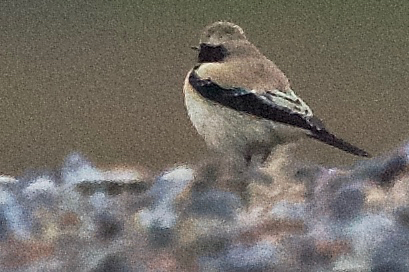 Desert Wheatear