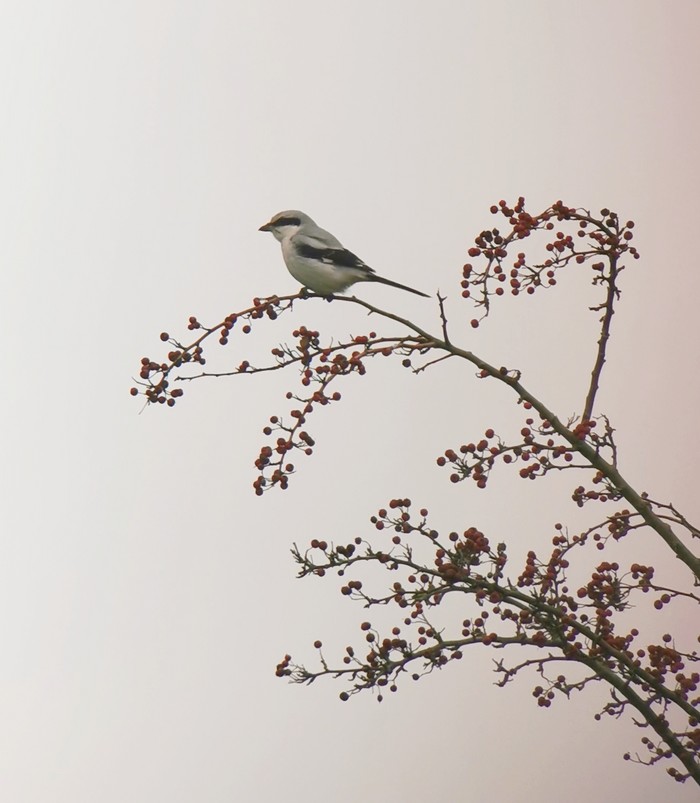 Great Grey Shrike