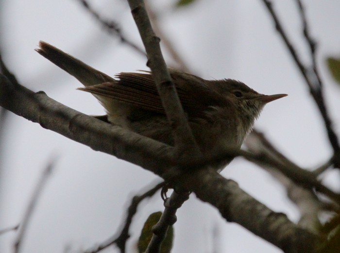 Blyth's Reed Warbler