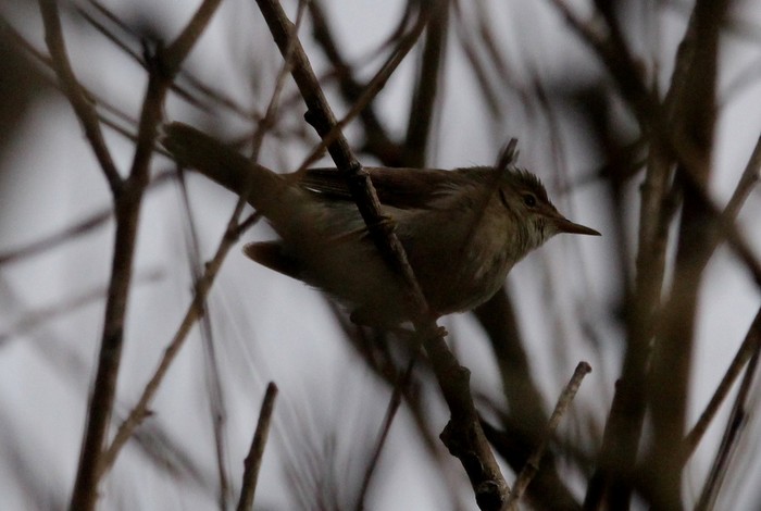 Blyth's Reed Warbler