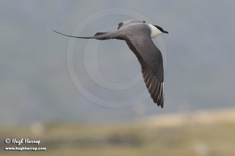 Long-tailed Skua