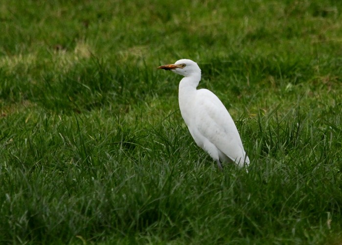 Cattle Egret
