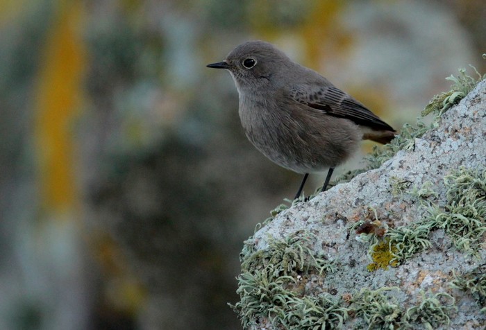 Black Redstart
