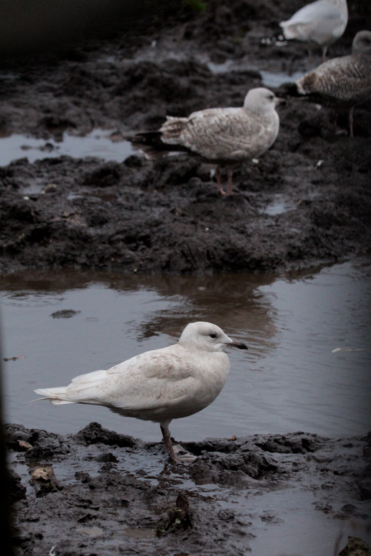 Iceland Gull
