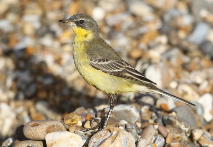Blue-headed Eastern Yellow Wagtail