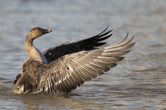 Tundra Bean Goose