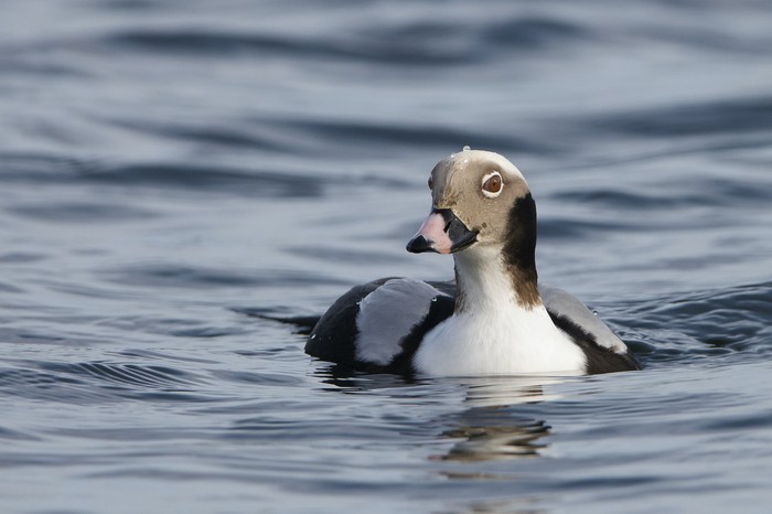 Long-tailed Duck