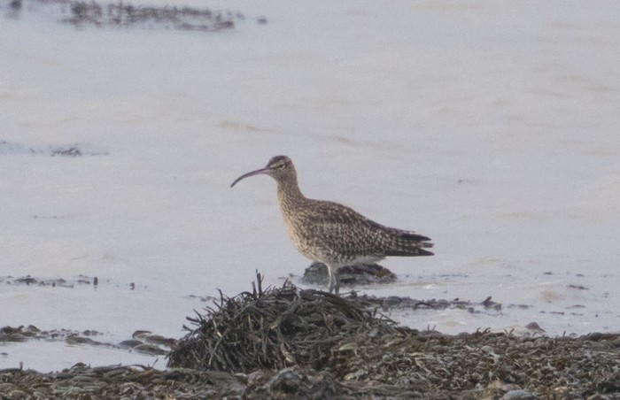 Whimbrel