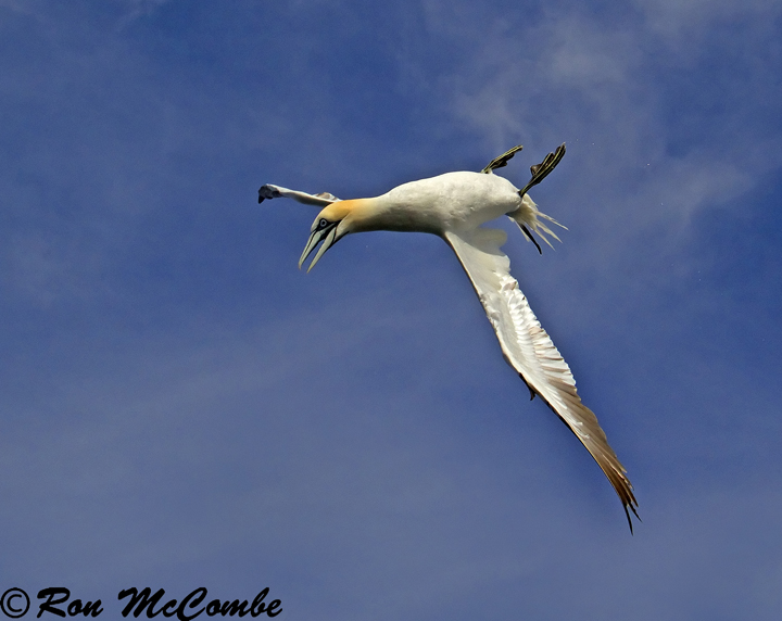 Gannet