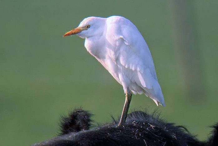 Cattle Egret